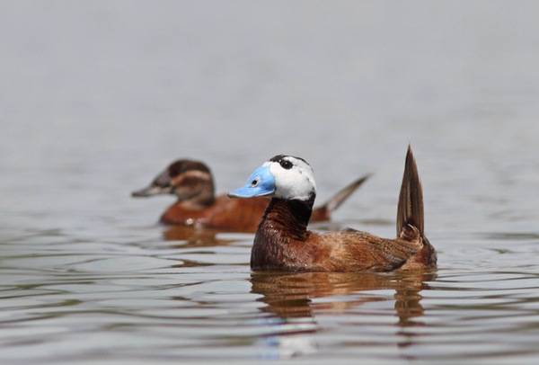 White-headed duck - witkopeend - Oxyura leucocephala by Bouke ten Cate is licensed under CC BY-SA 4.0.